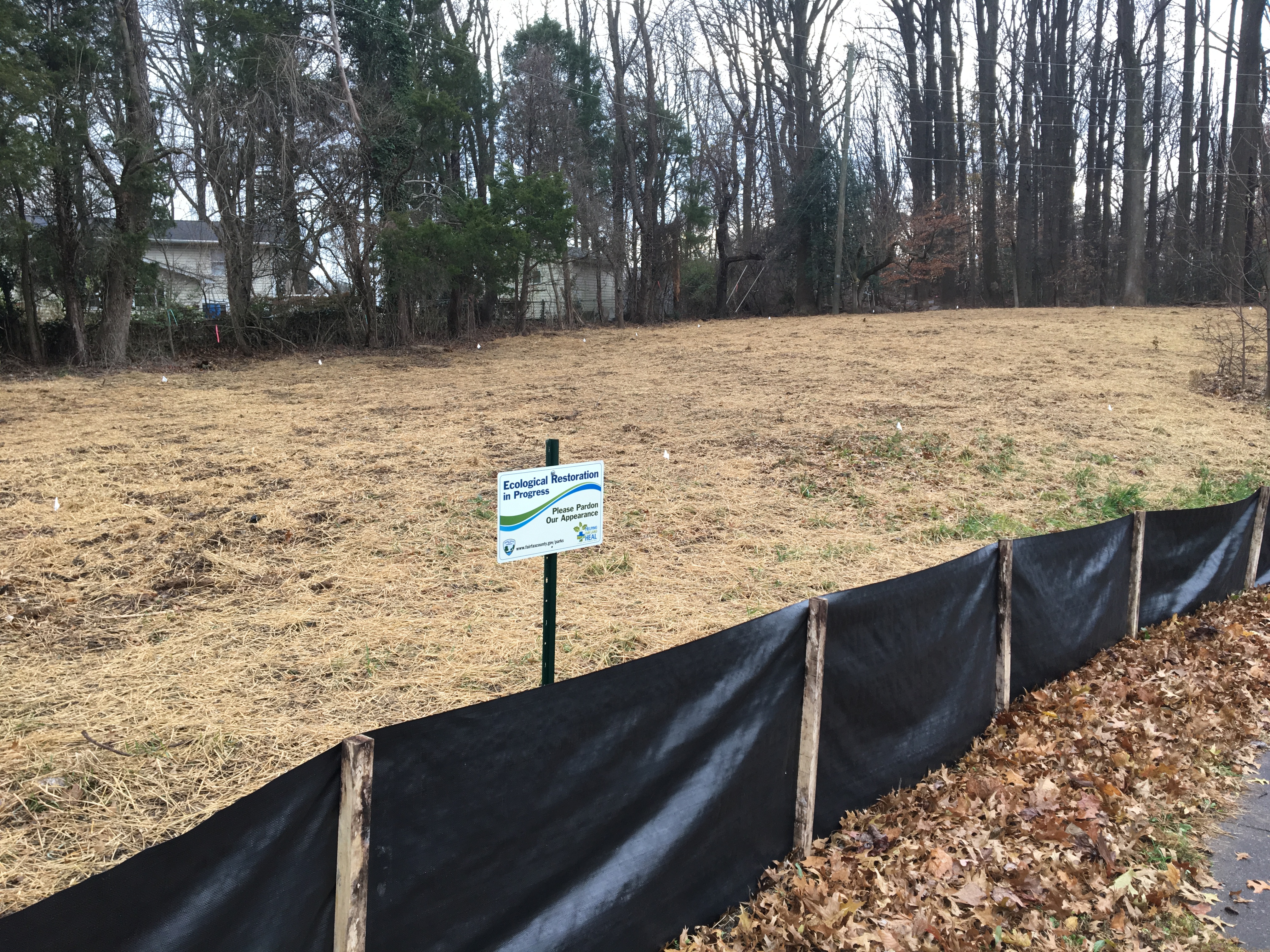 ellanor c. lawrence park forest restoration project