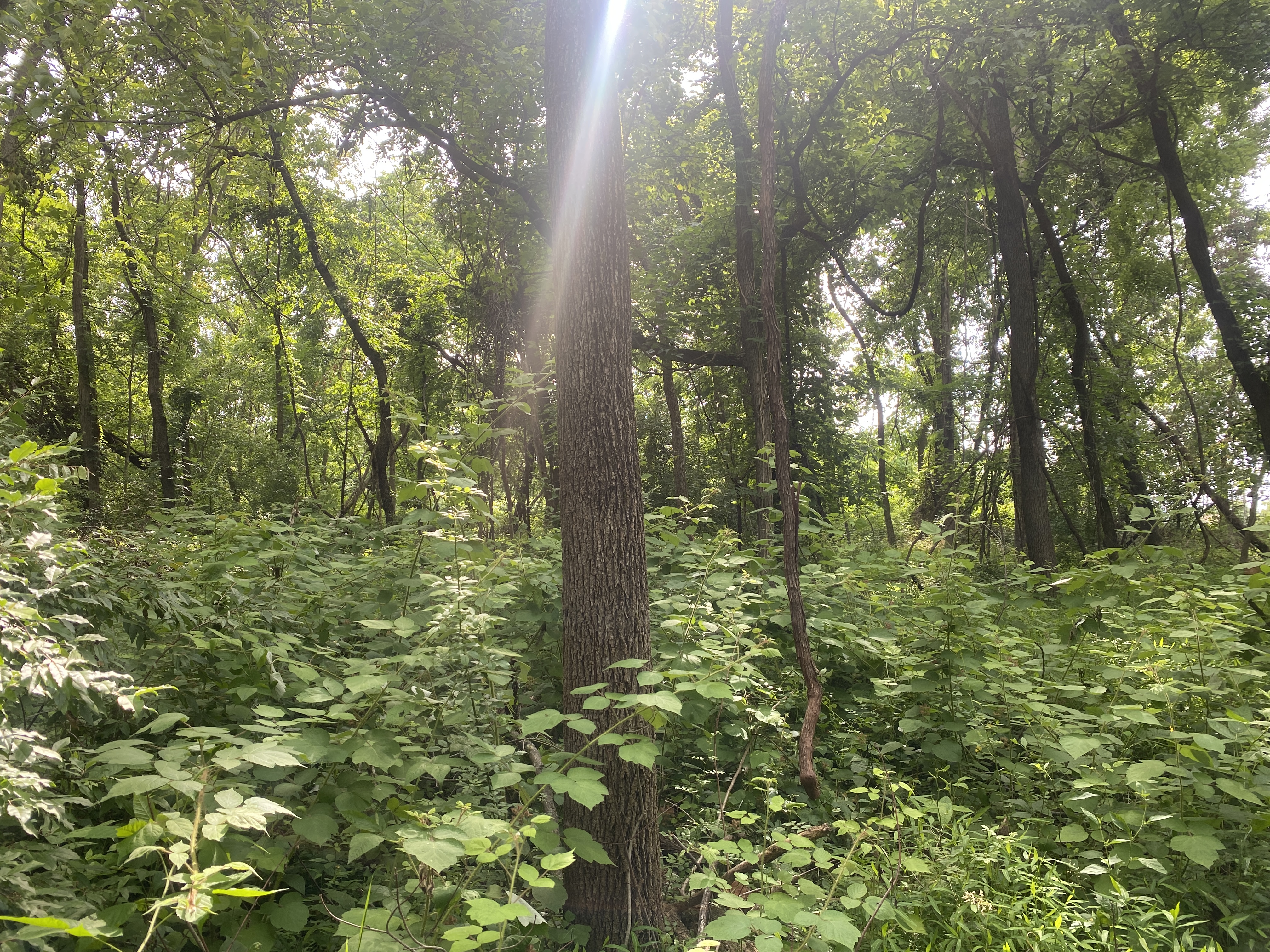 ellanor c. lawrence park forest restoration project