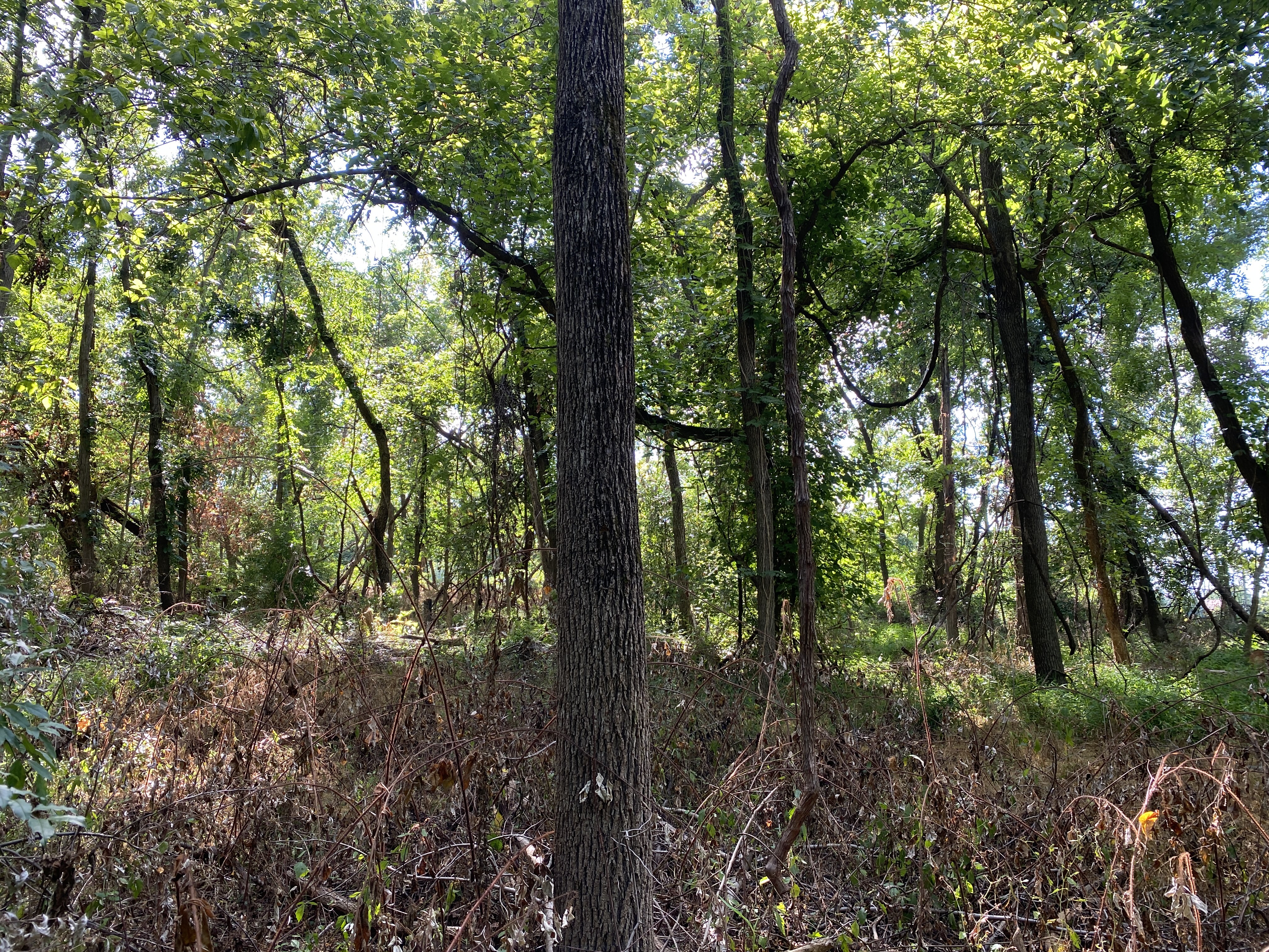 ellanor c. lawrence park forest restoration project