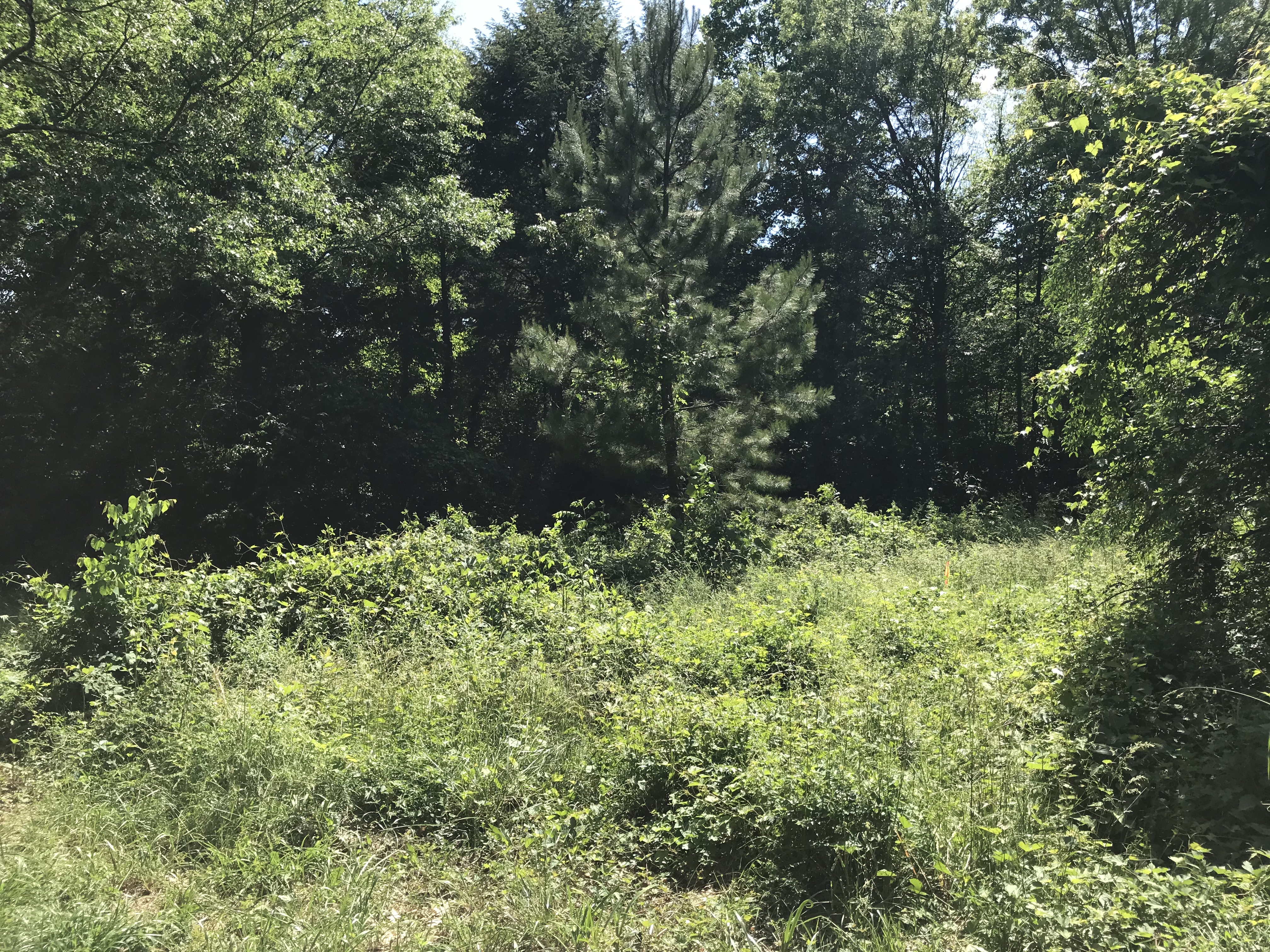 ellanor c. lawrence park forest restoration project