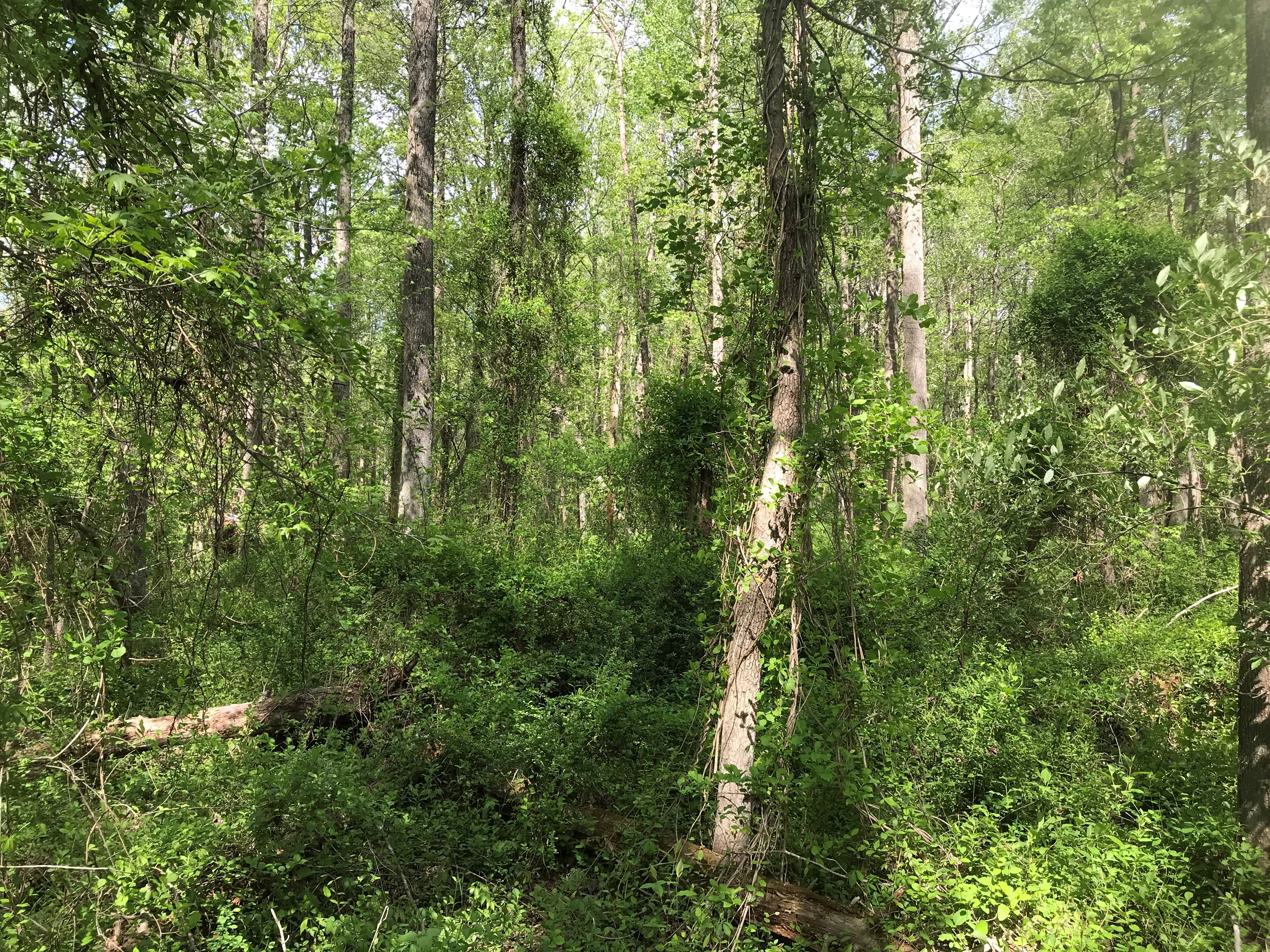 ellanor c. lawrence park forest restoration project