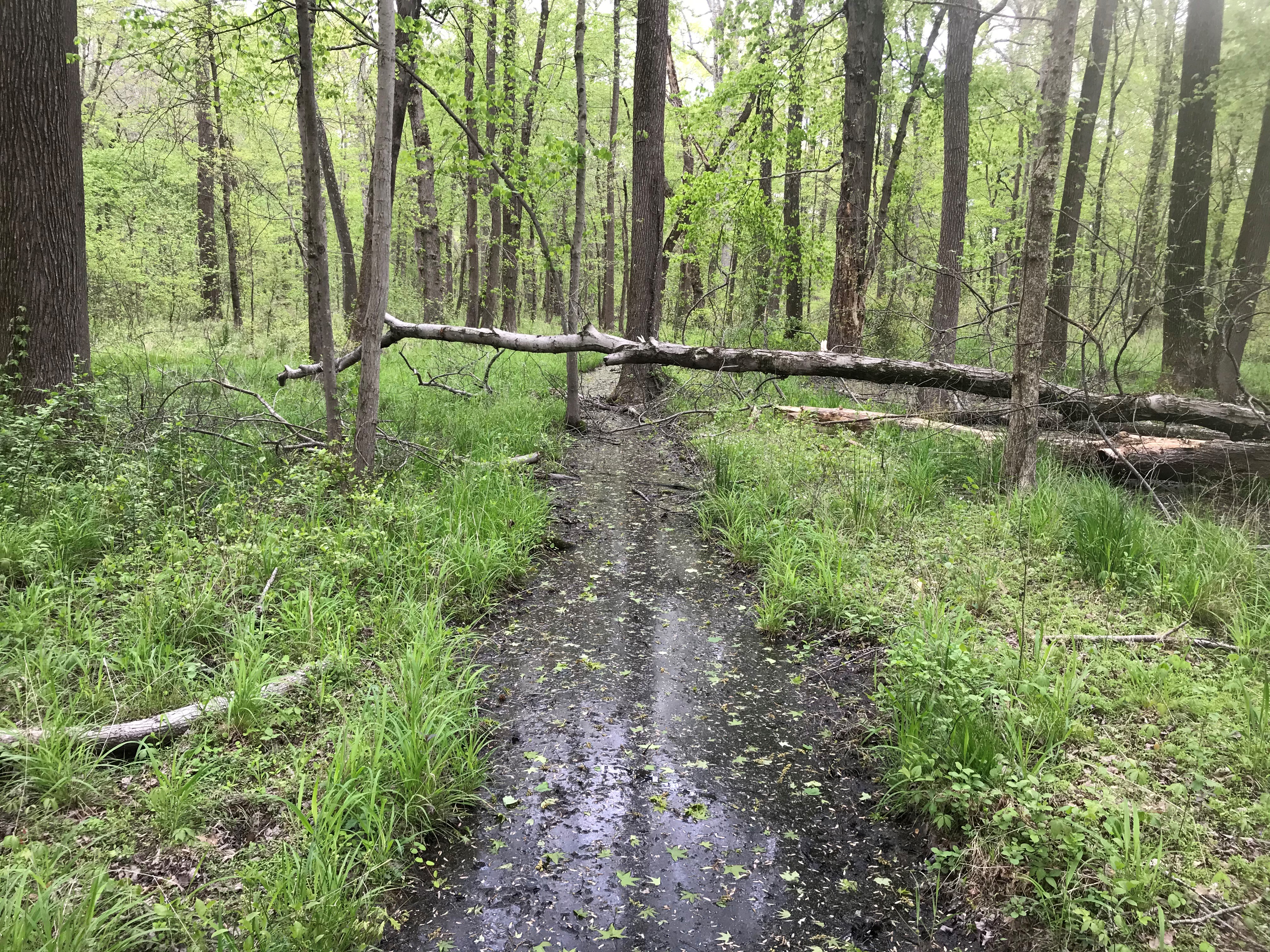 ellanor c. lawrence park forest restoration project