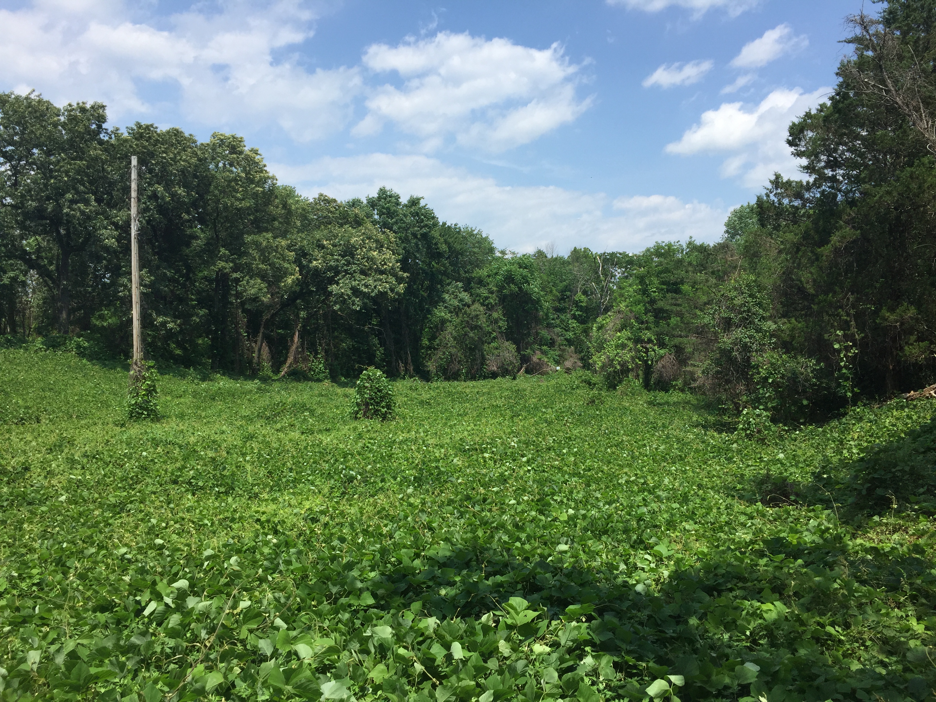 ellanor c. lawrence park forest restoration project