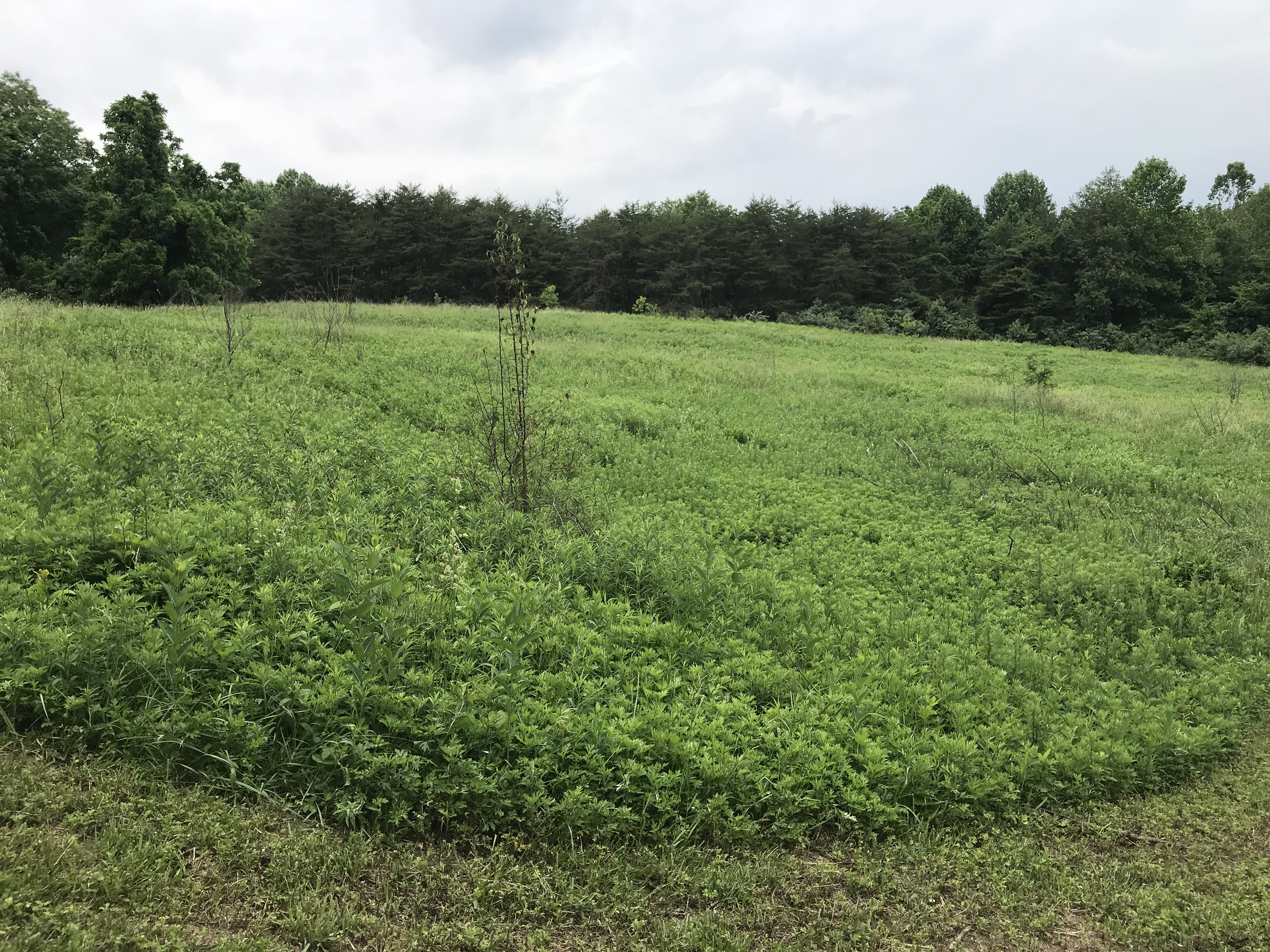 ellanor c. lawrence park forest restoration project