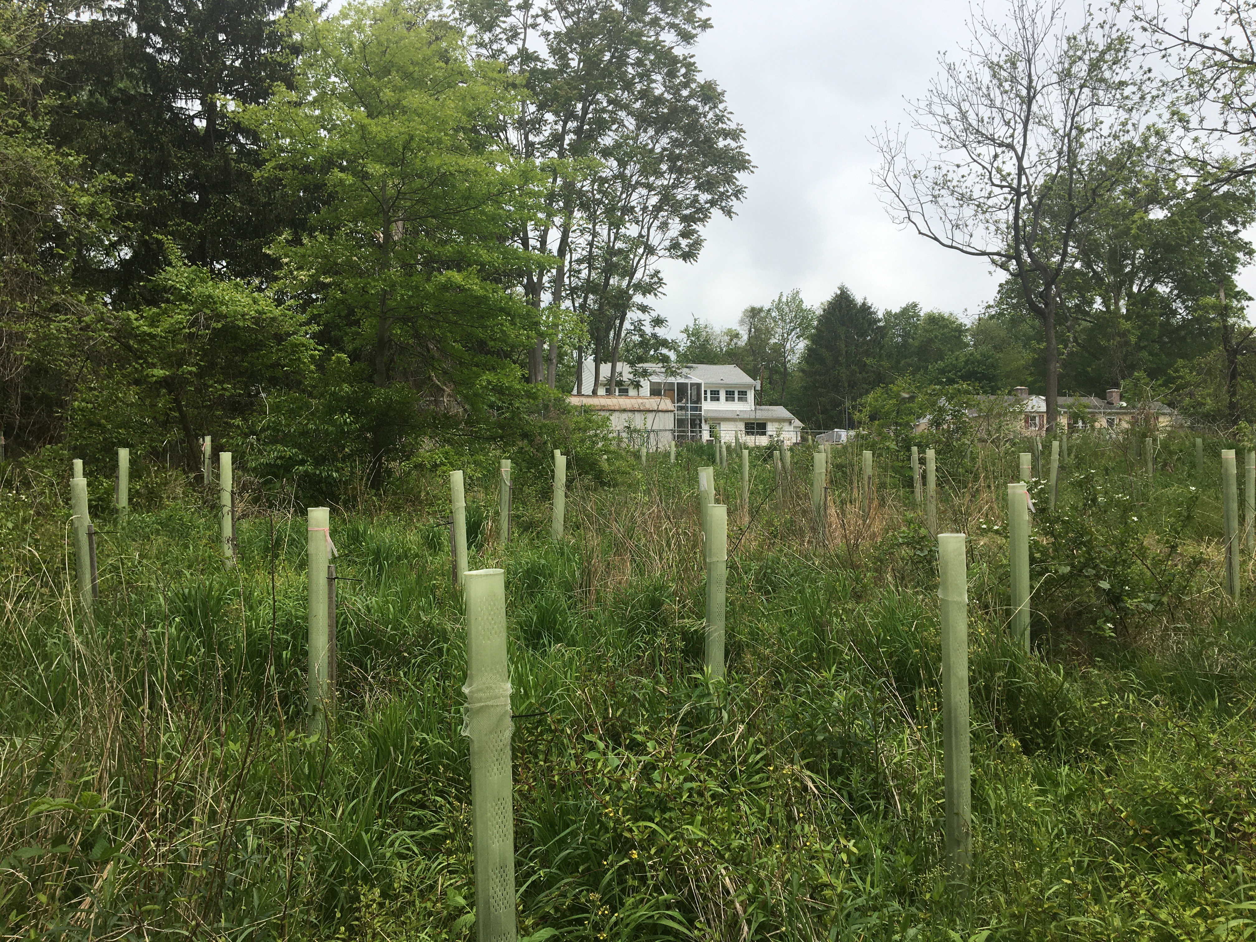 ellanor c. lawrence park forest restoration project