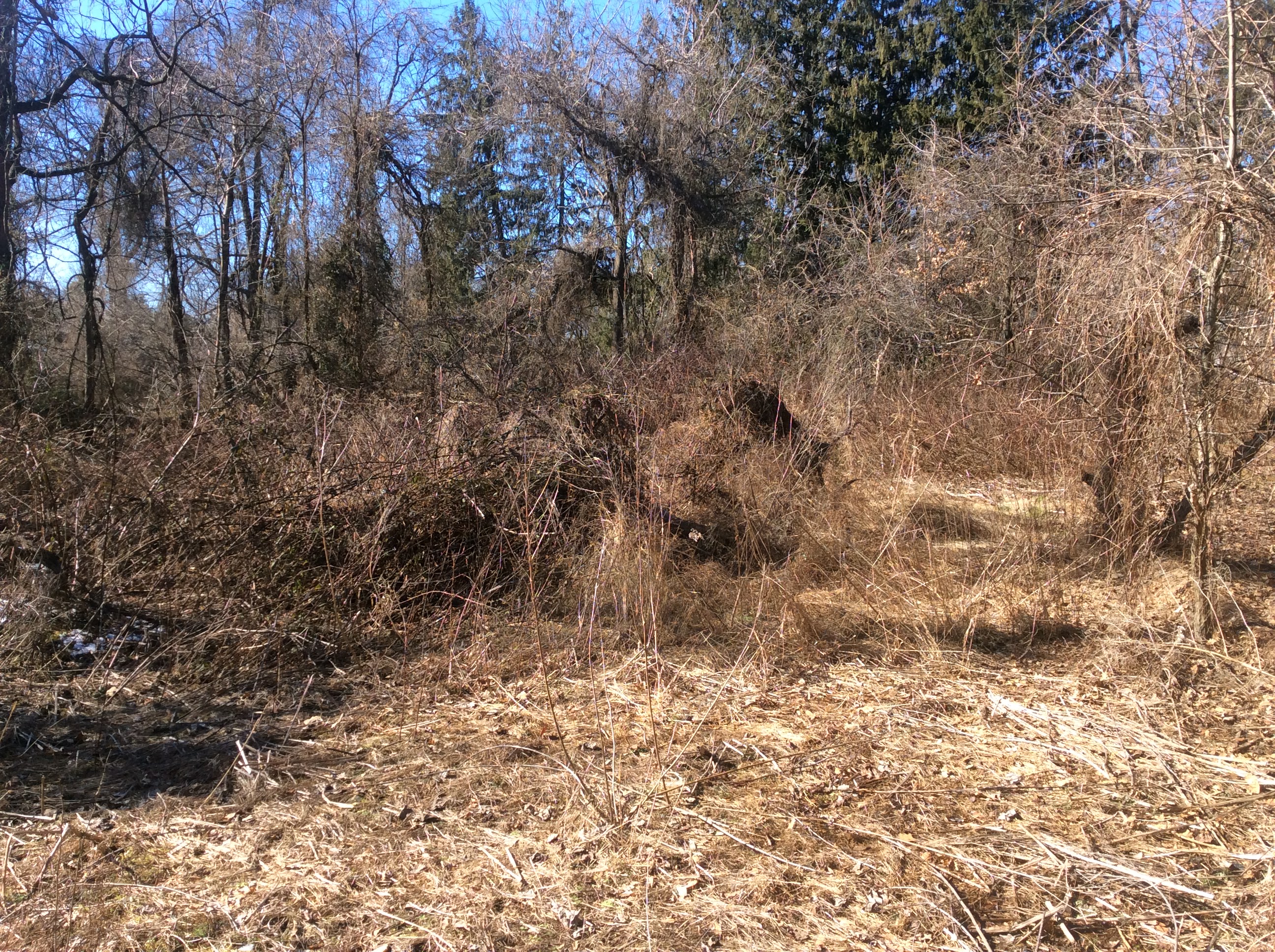 ellanor c. lawrence park forest restoration project