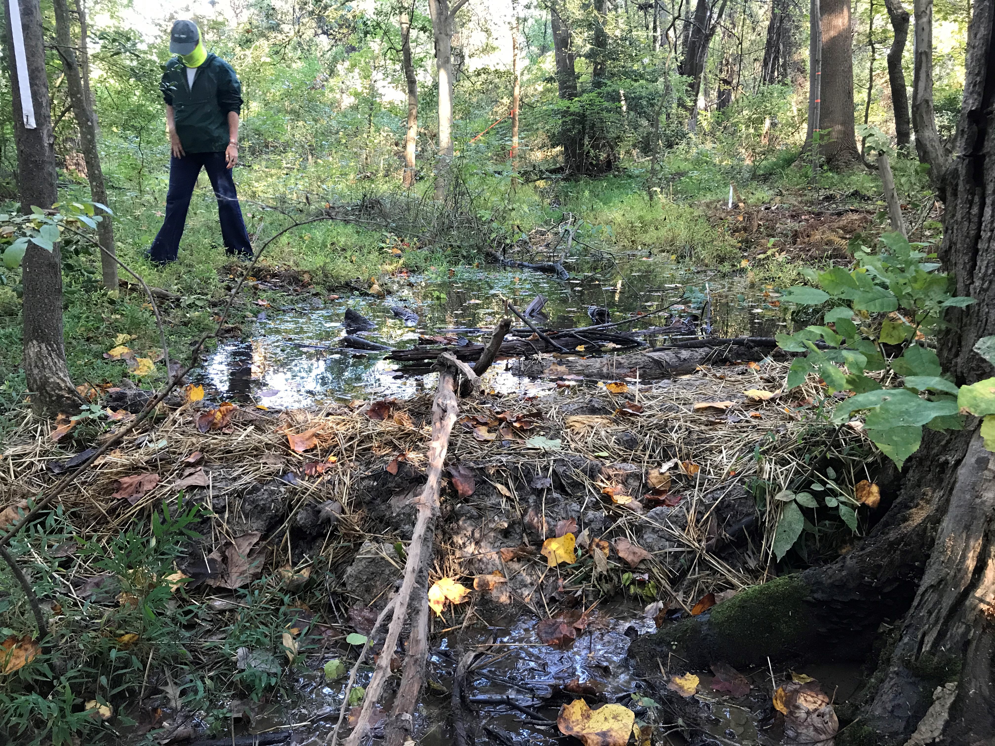 ellanor c. lawrence park forest restoration project