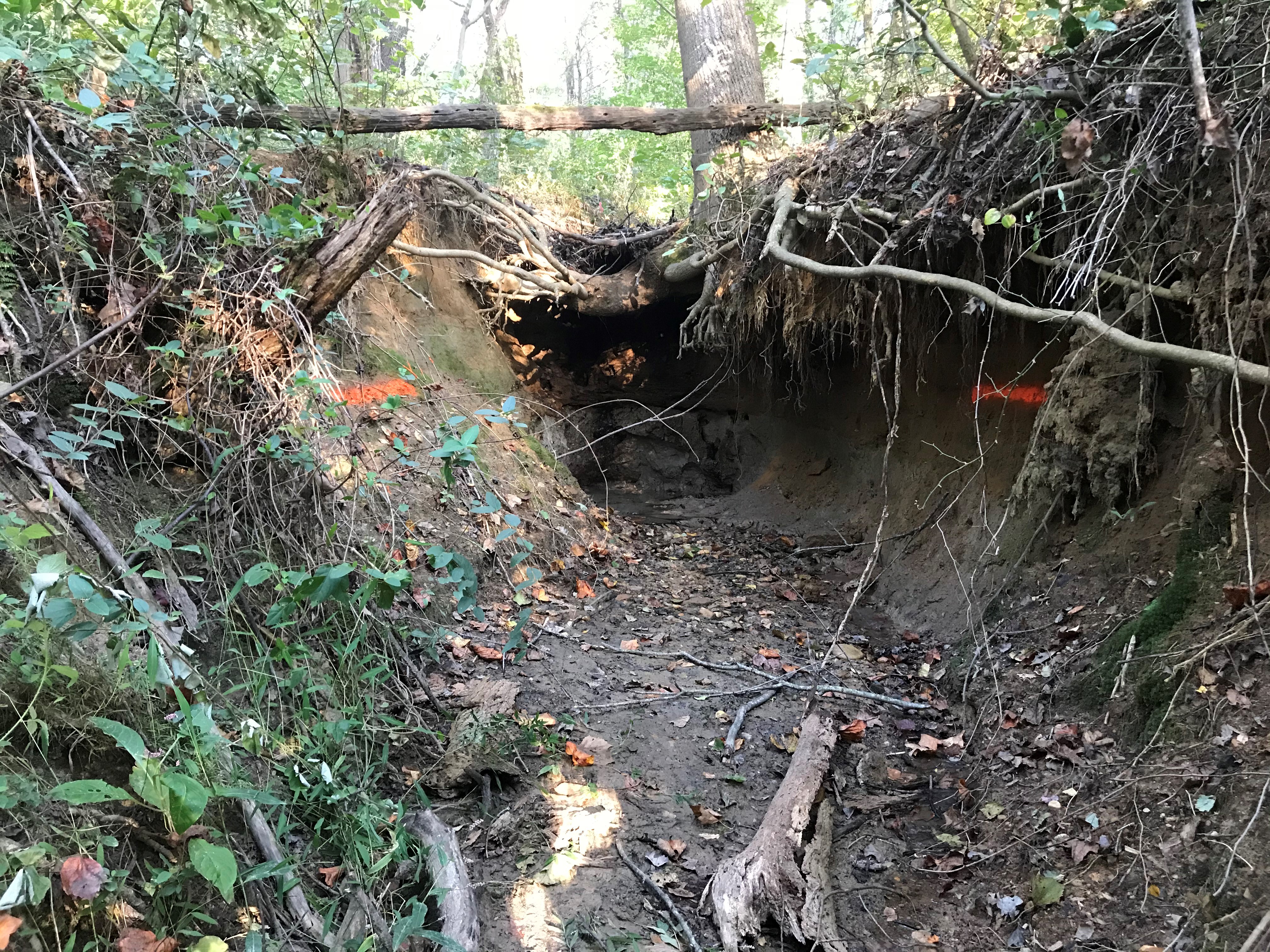 ellanor c. lawrence park forest restoration project