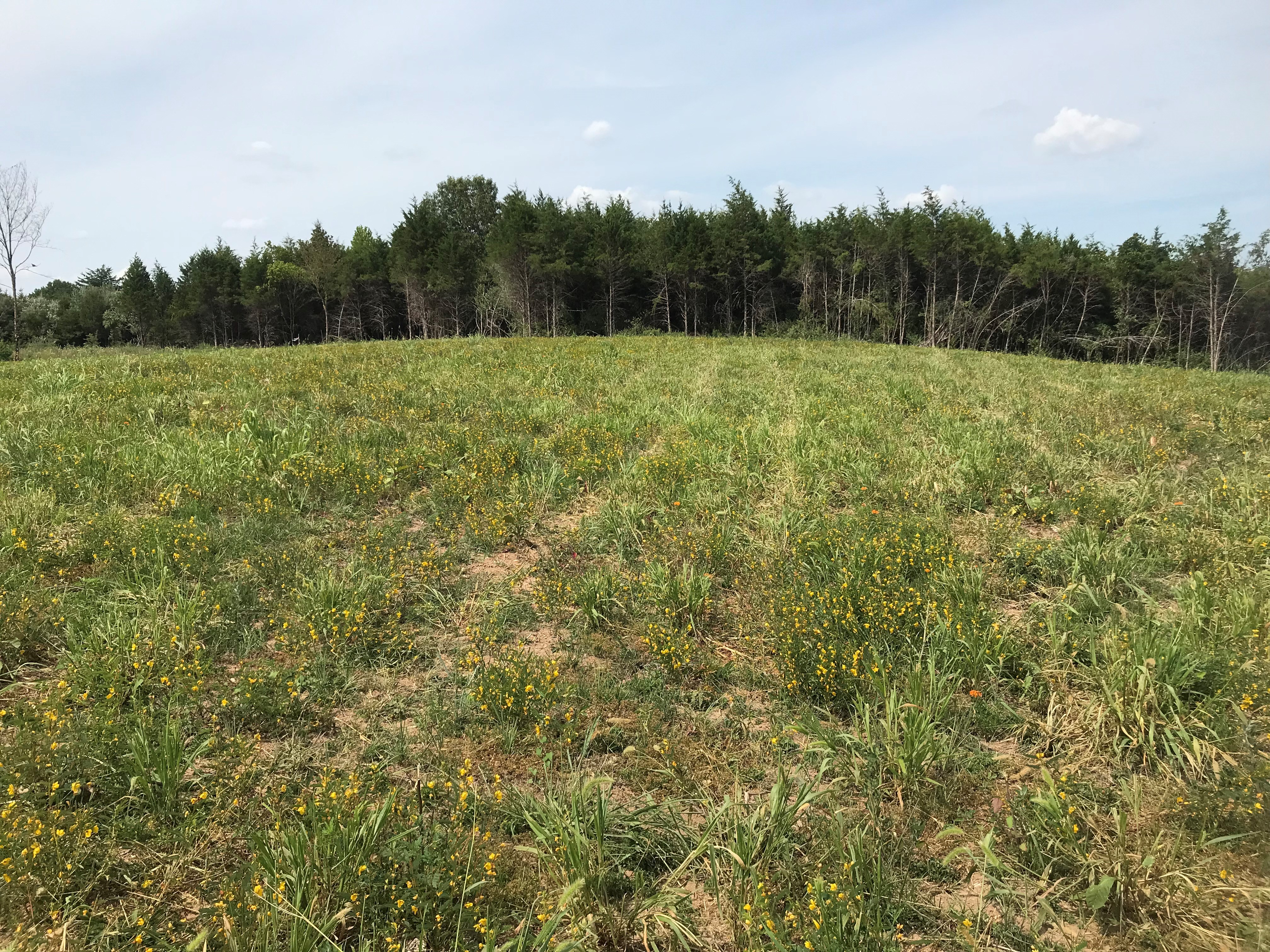 ellanor c. lawrence park forest restoration project