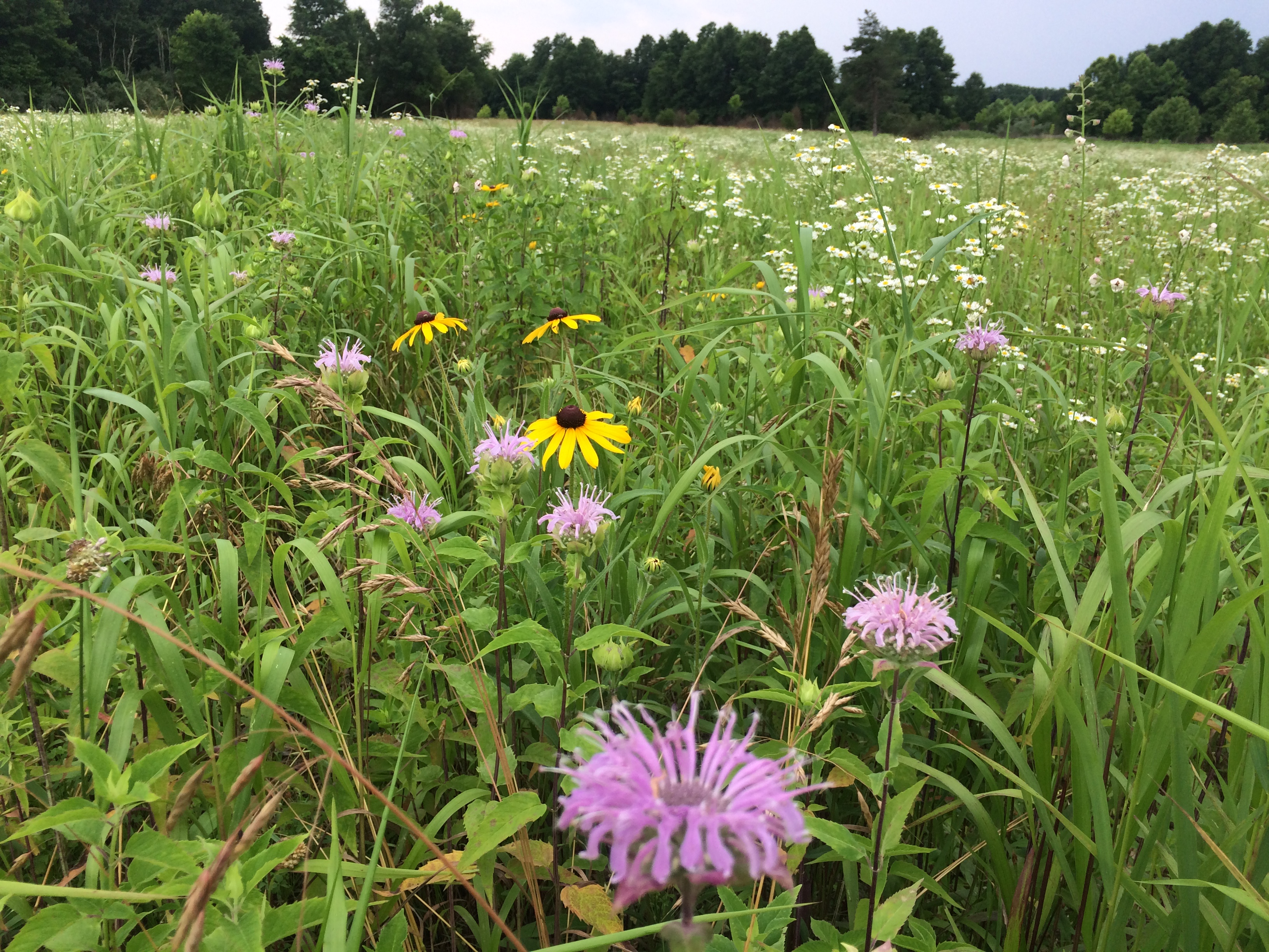 ellanor c. lawrence park forest restoration project