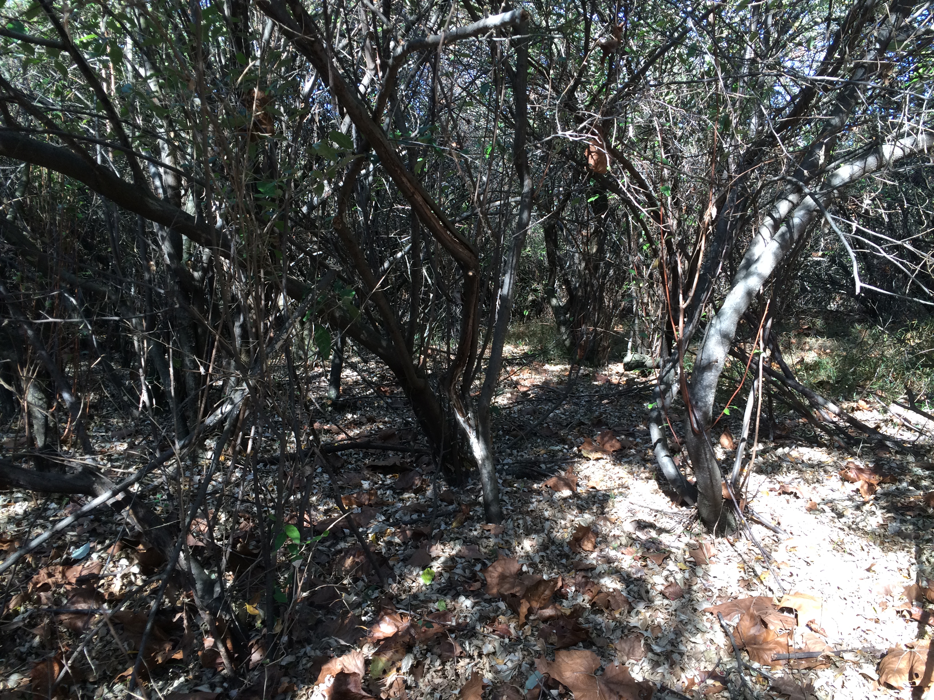 ellanor c. lawrence park forest restoration project