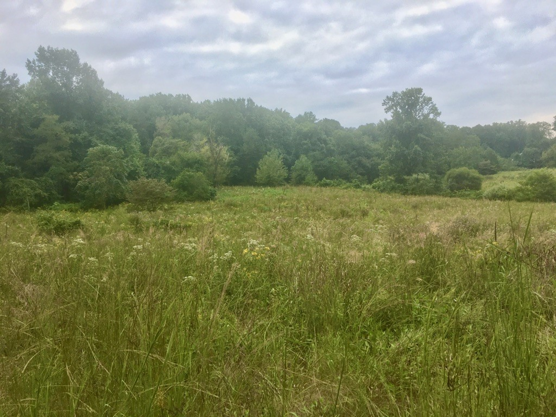 ellanor c. lawrence park forest restoration project