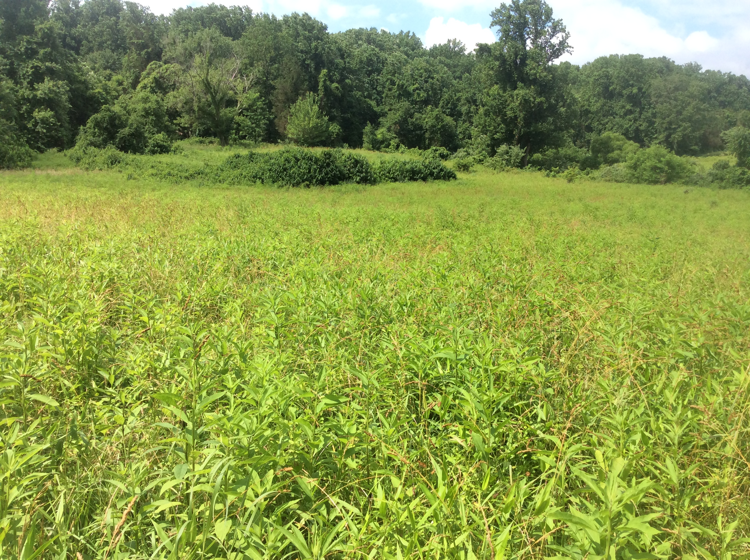 ellanor c. lawrence park forest restoration project