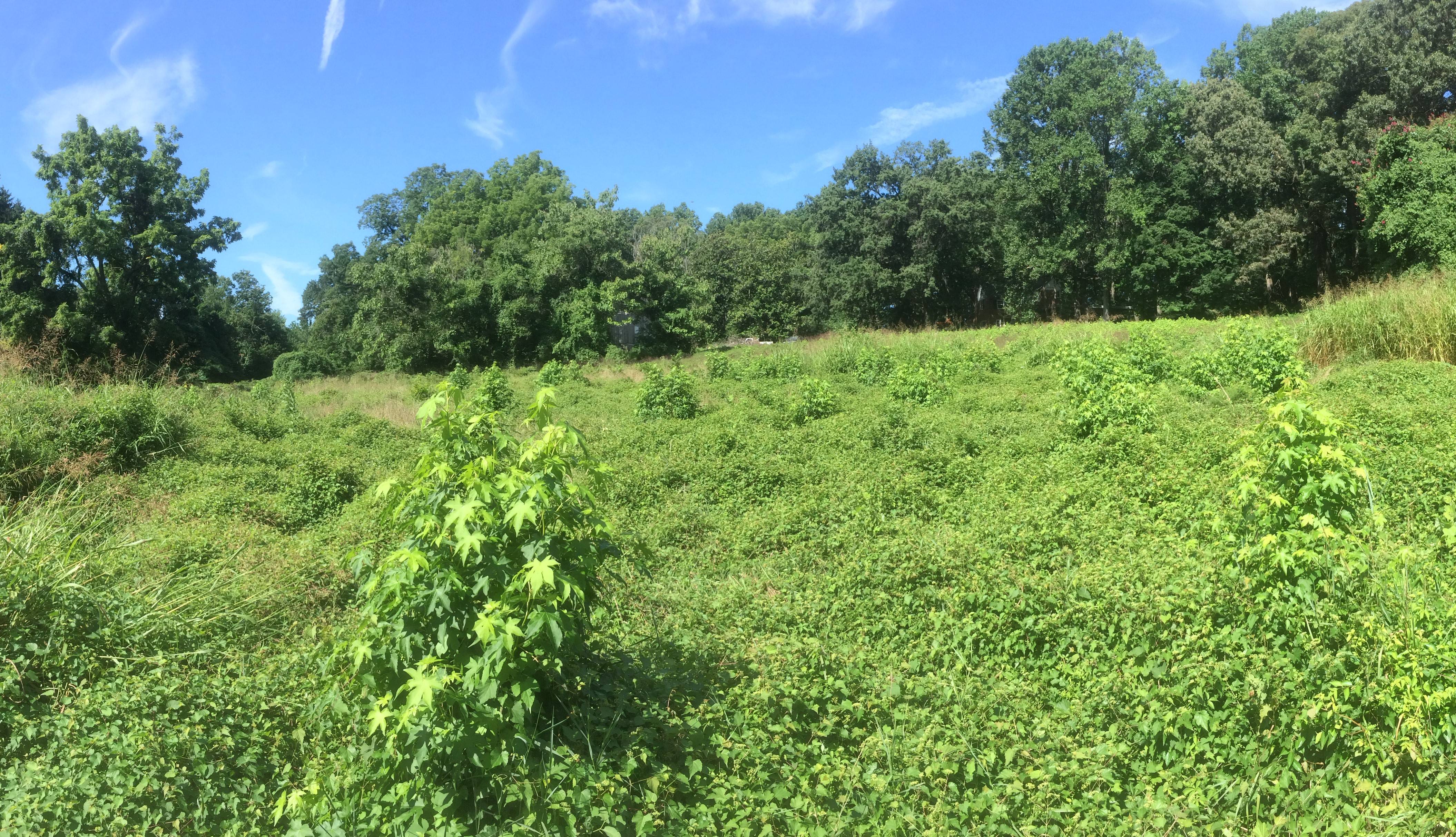 ellanor c. lawrence park forest restoration project