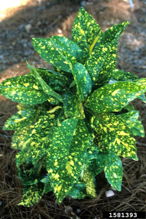 Spotted Laurel (Aucuba japonica)