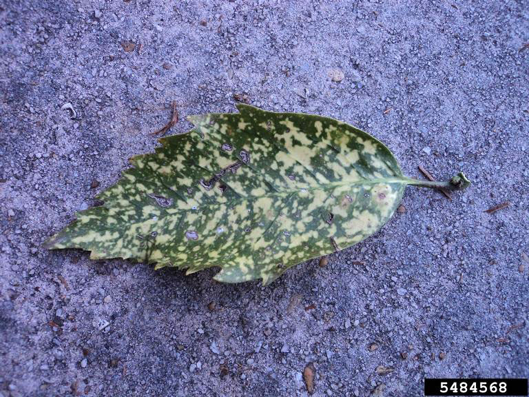 Spotted Laurel (Aucuba japonica)