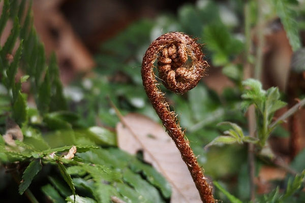 Autumn Fern (Dryopteris erythrosora)