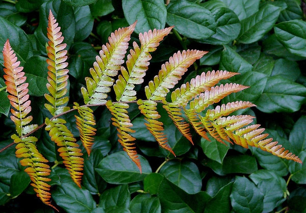 Autumn Fern (Dryopteris erythrosora)