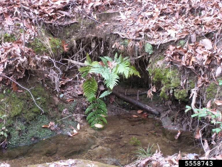 Autumn Fern (Dryopteris erythrosora)
