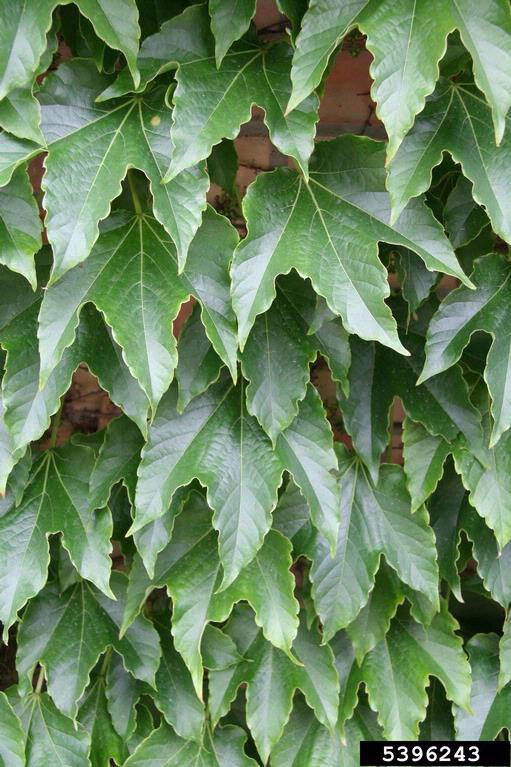 Boston Ivy 