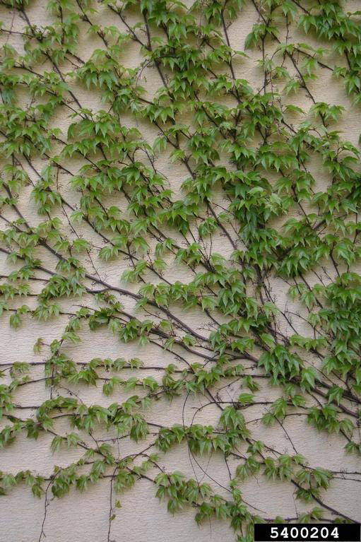 Boston Ivy 