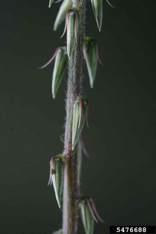 Chaff Flower 
