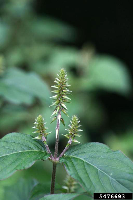 Chaff Flower 