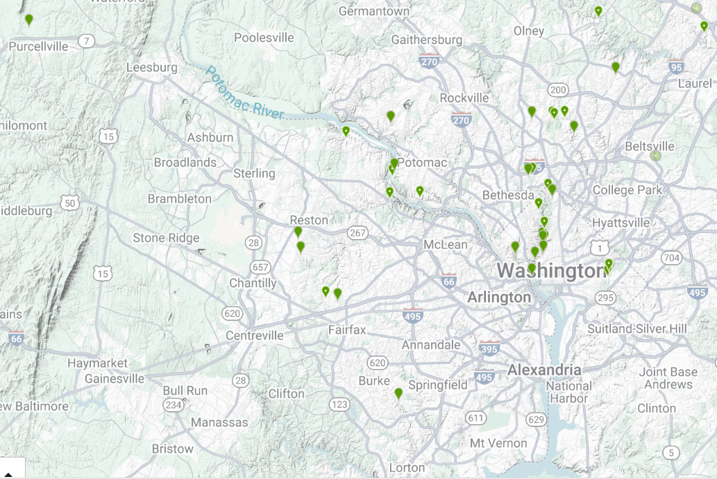 Christmas-berry-INaturalist