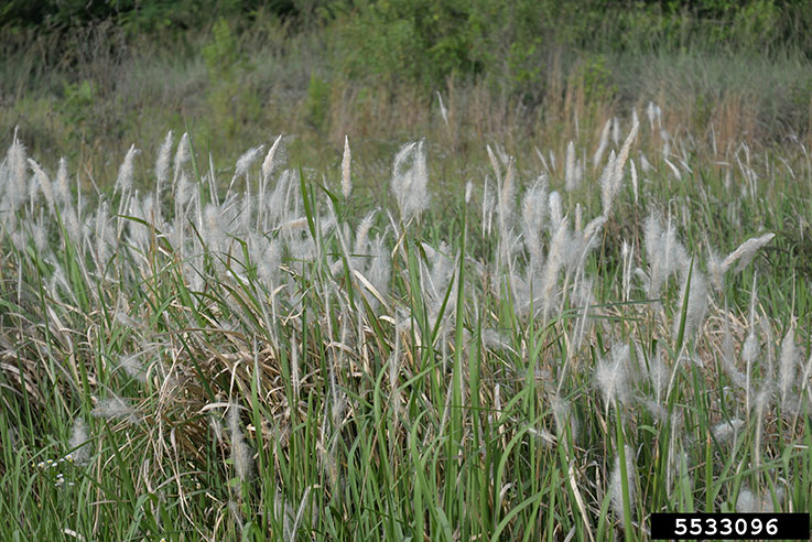 Cogon Grass 