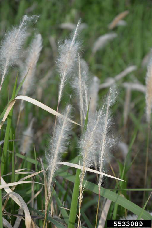Cogon Grass 