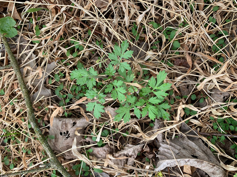 Common Mugwort