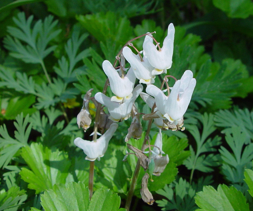 Dutchman's Breeches