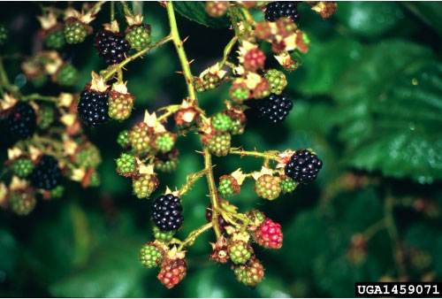 Cutleaf blackberry – (Rubus laciniatus)