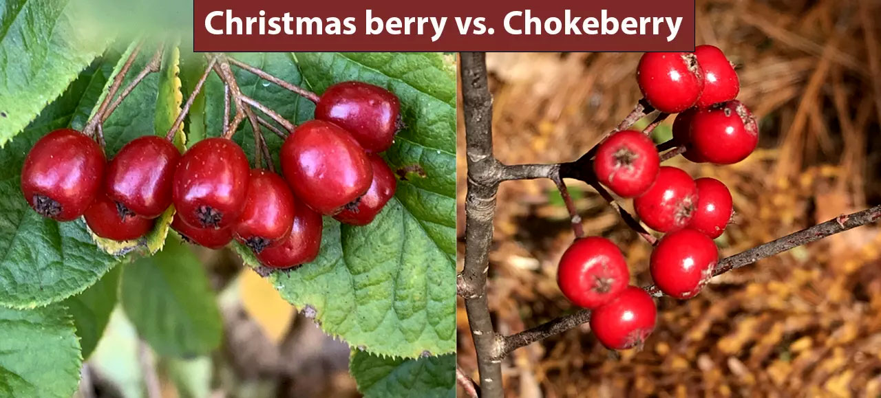 Christmas berry (Photinia villosa