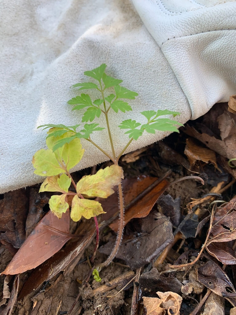 Hairy Sweet Cicely