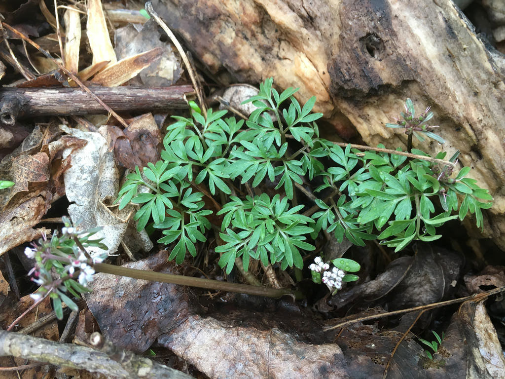 Harbinger of Spring