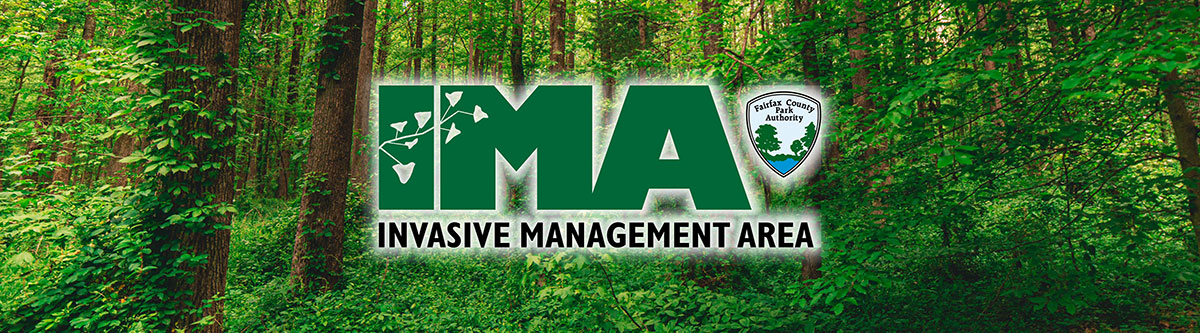 ima program