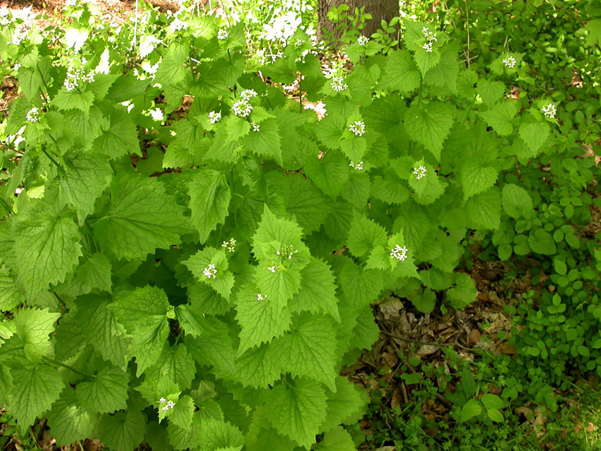 Invasive Garlic Mustard in Flower