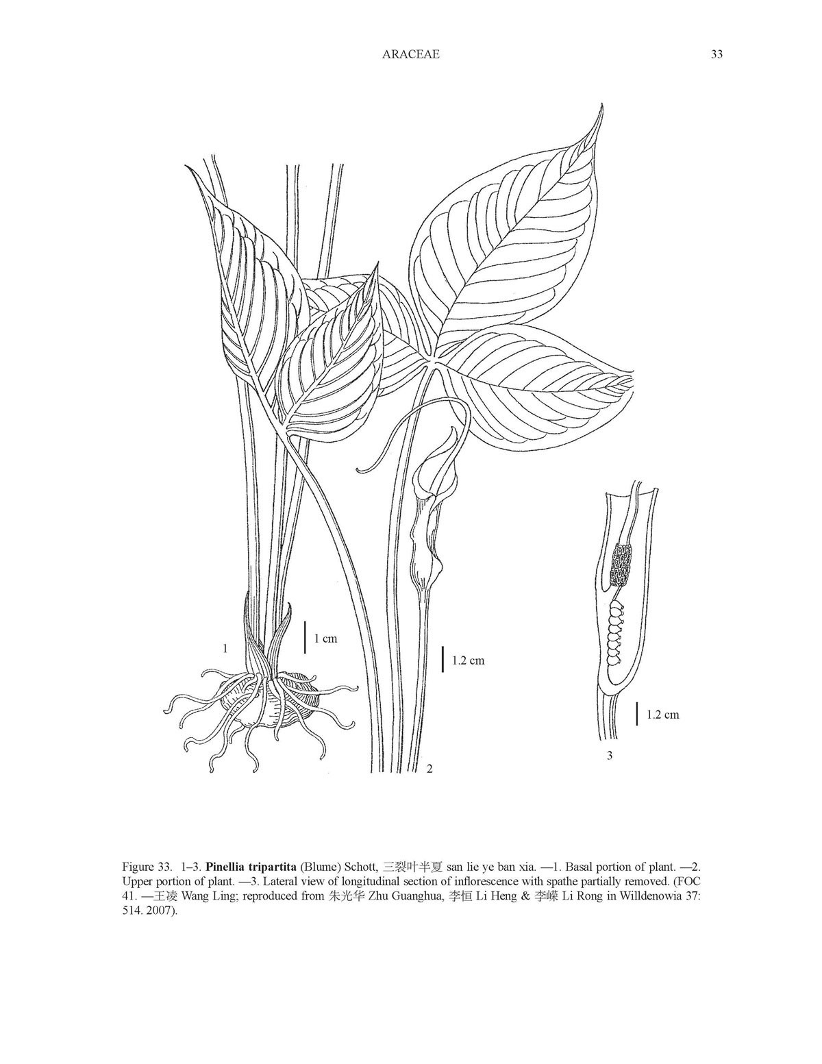 Pinellia tripartita illustration