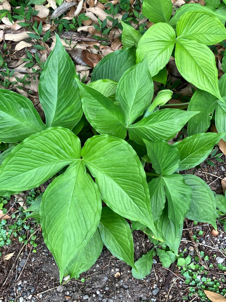 Pinellia tripartita leaves