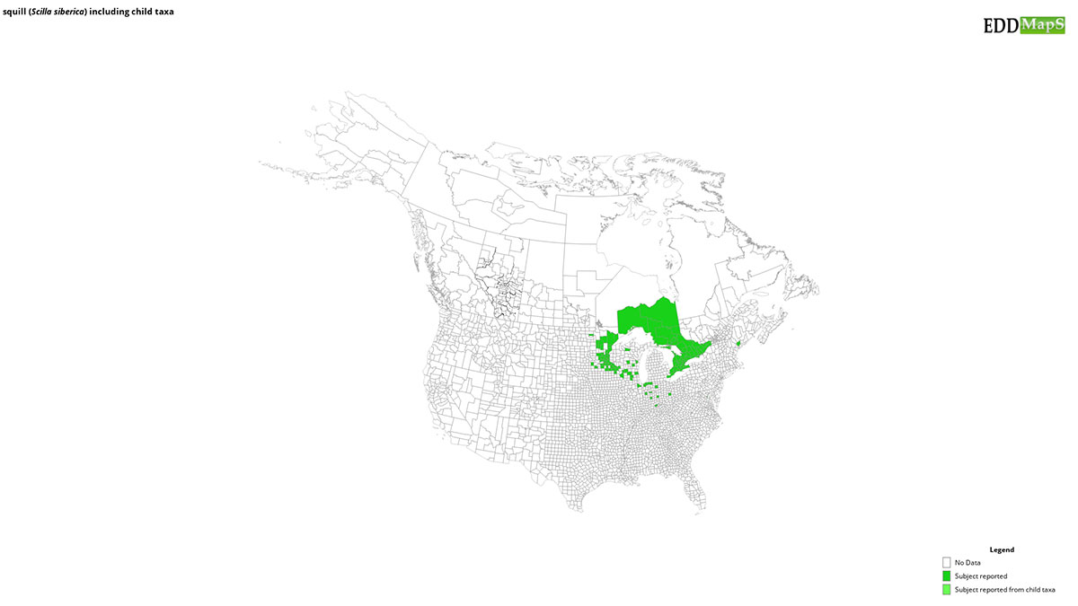 SIBERIAN SQUILL map