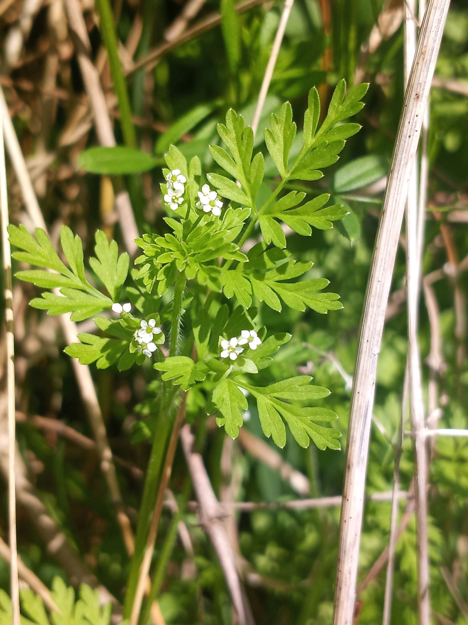 Spreading Chervil
