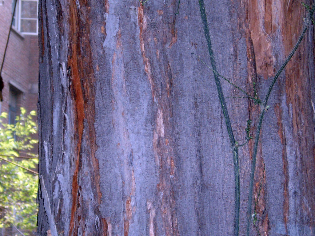 Toona sinensis