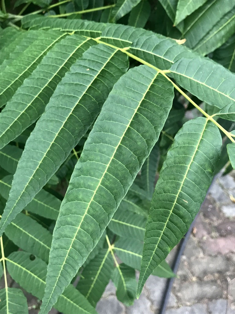 Toona sinensis