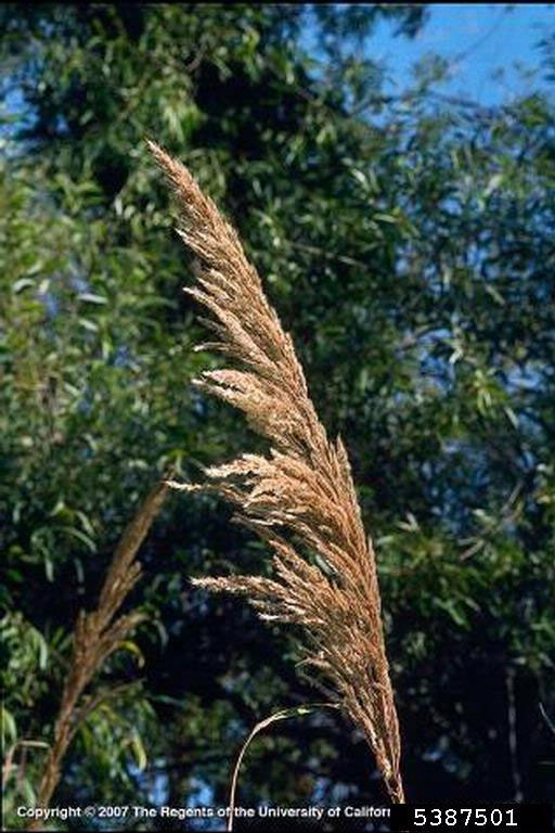 Tripidium ravennae (L. Scholz – Ravenna grass)
