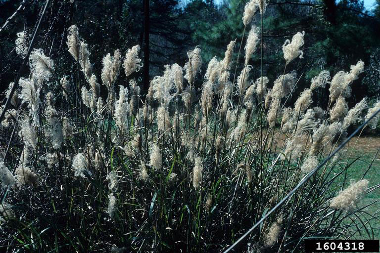 Tripidium ravennae (L. Scholz – Ravenna grass)