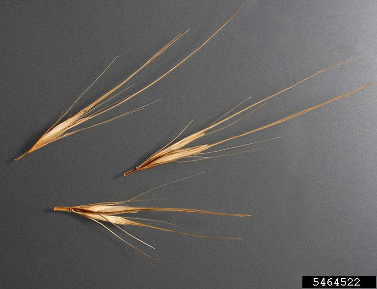 Wall barley (Hordeum murinum ssp. murinum L.)