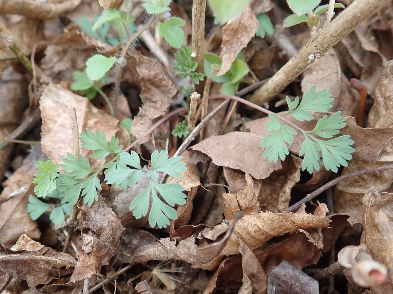 Yellow Corydalis