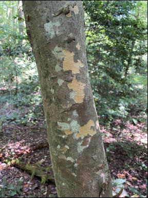 Blotchy bark of Kousa Dogwood
