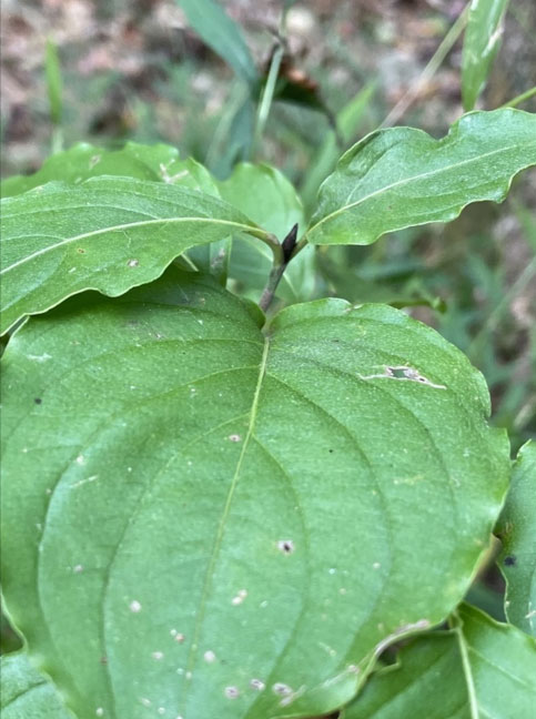 The dark purple-to-black leaf buds of Kousa Dogwood